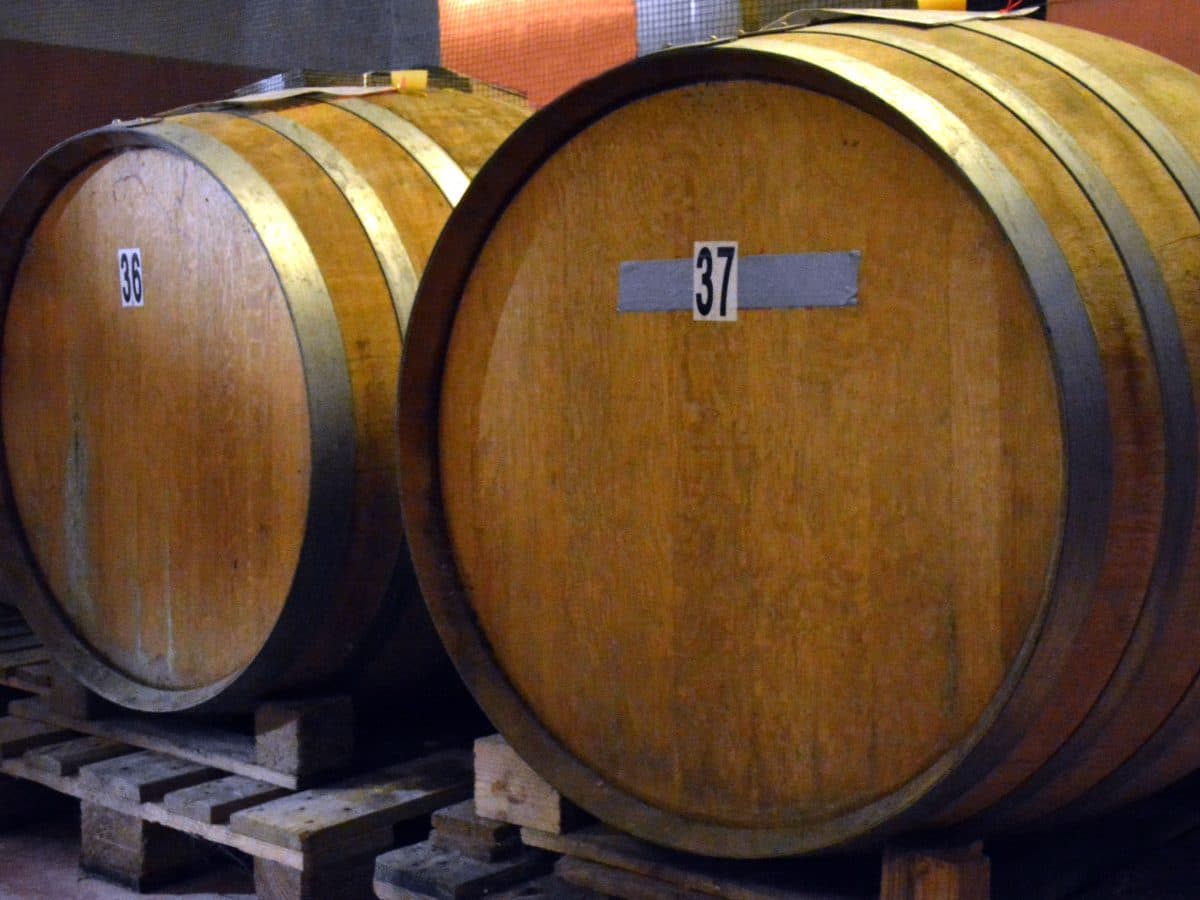 Degustazione del Verdicchio dei castelli di Jesi a Podere Mattei 5