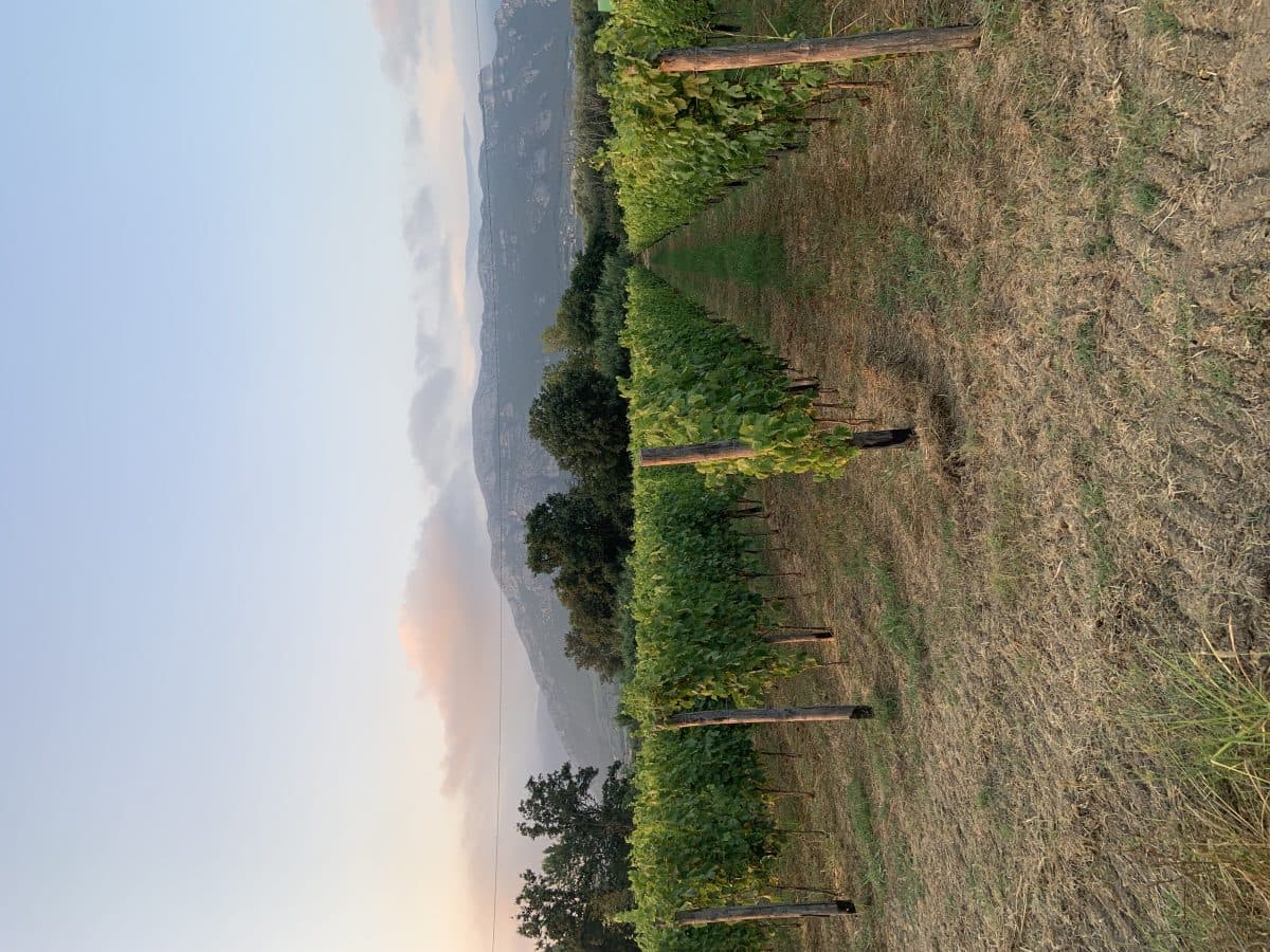 Vini biologici a bordo vigna … 2