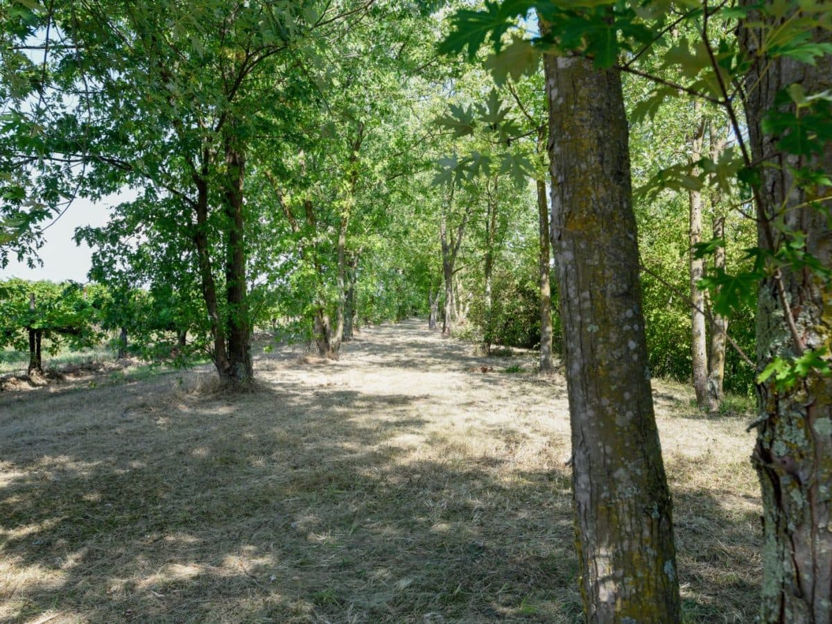 Mazzolada Tutto Tondo 4