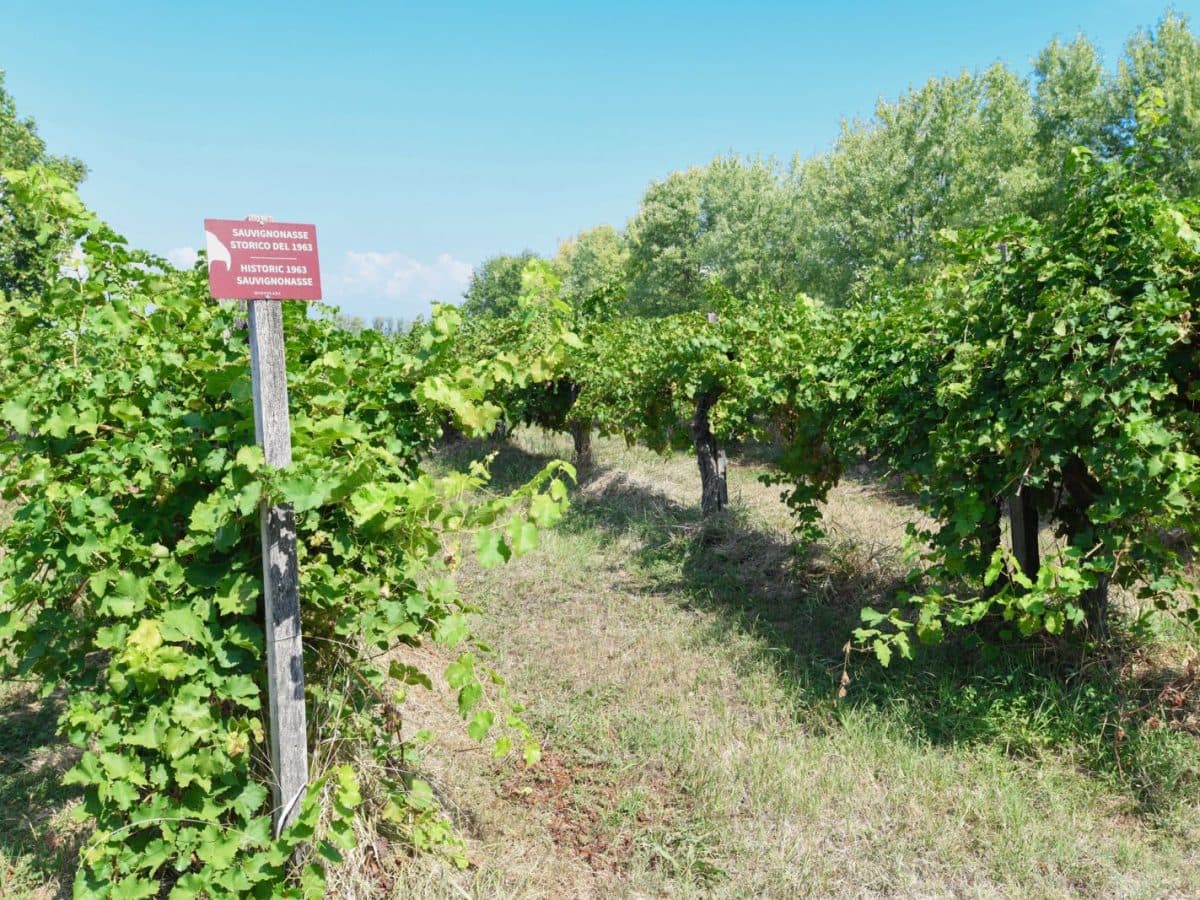 Mazzolada Tutto Tondo 3