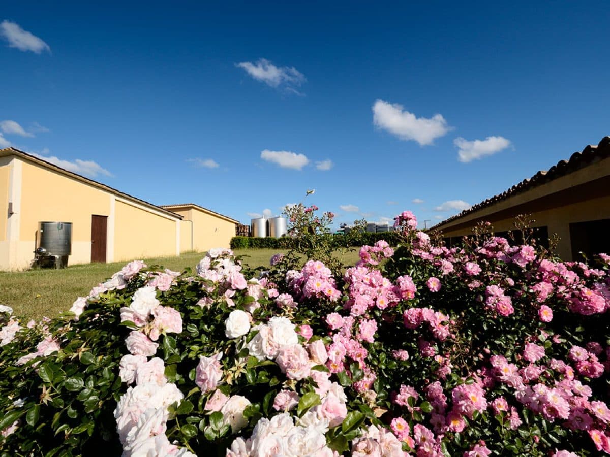 Degustazione del Verdicchio dei castelli di Jesi a Podere Mattei