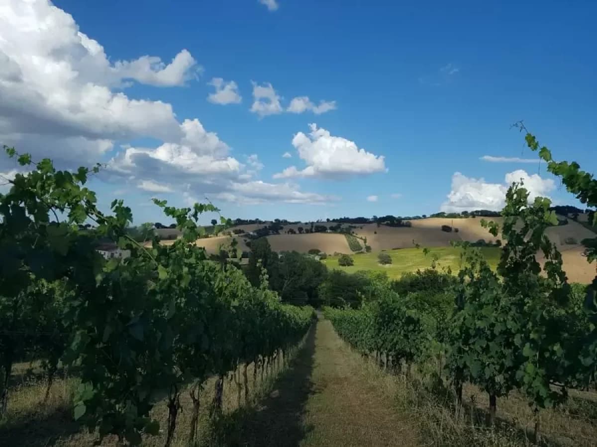 Degustazione del Verdicchio dei castelli di Jesi a Podere Mattei 2