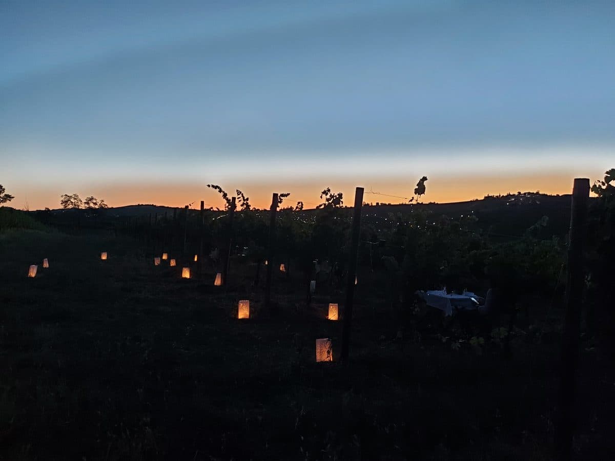 Cena in vigna con visita guidata e calice di benvenuti