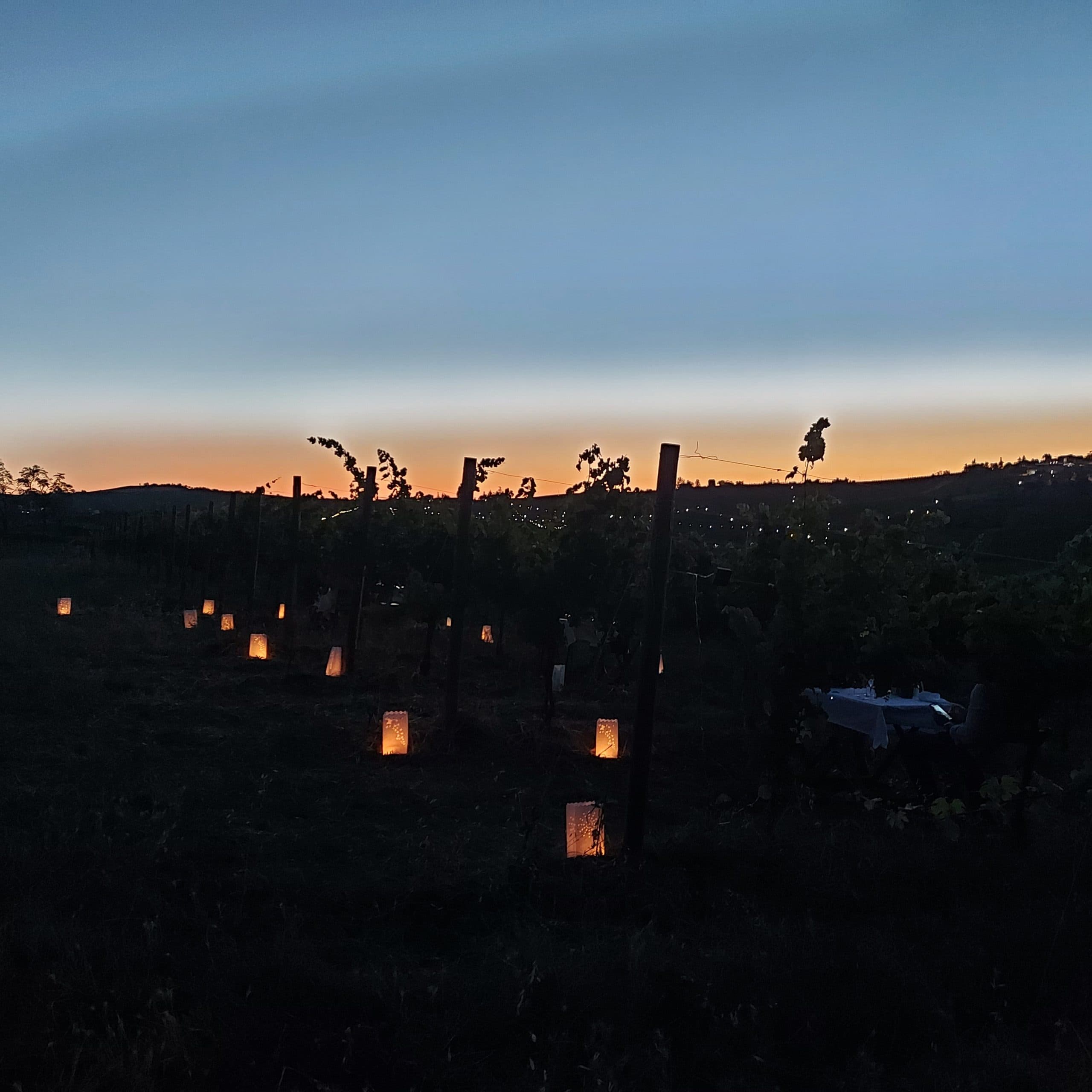 Cena in vigna con visita guidata e calice di benvenuti