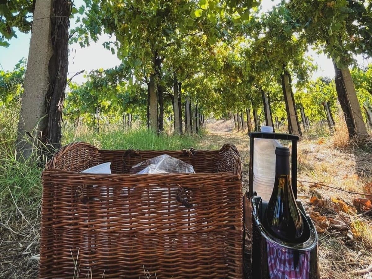 Pic nic nel vigneto 4