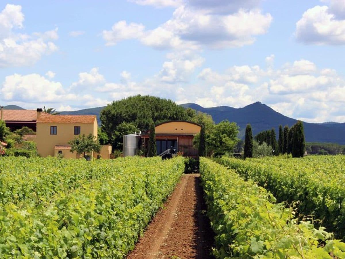 Visita con degustazione “RETROSPETTIVA DI MARCHESALE” 5