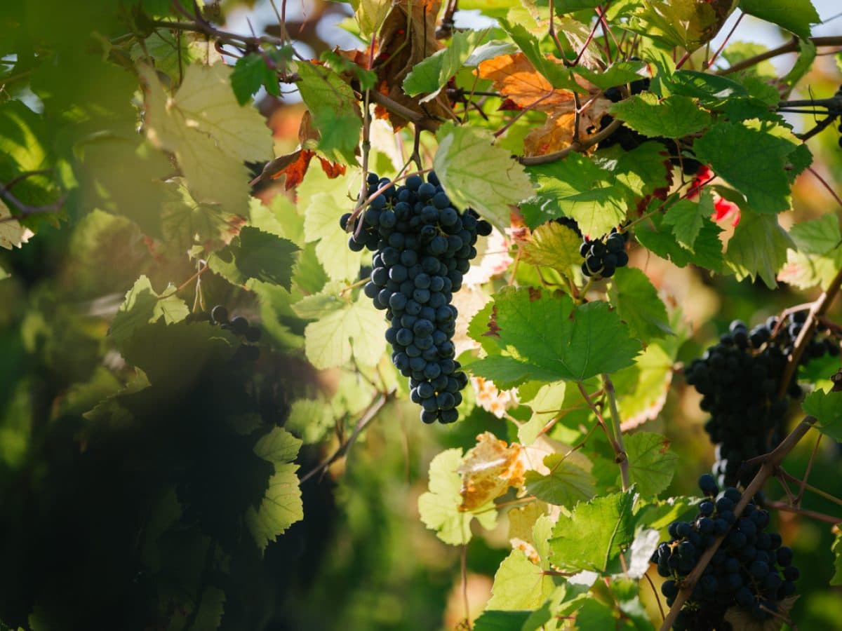 Visita e degustazione guidata di tre spumanti Metodo Classico 2