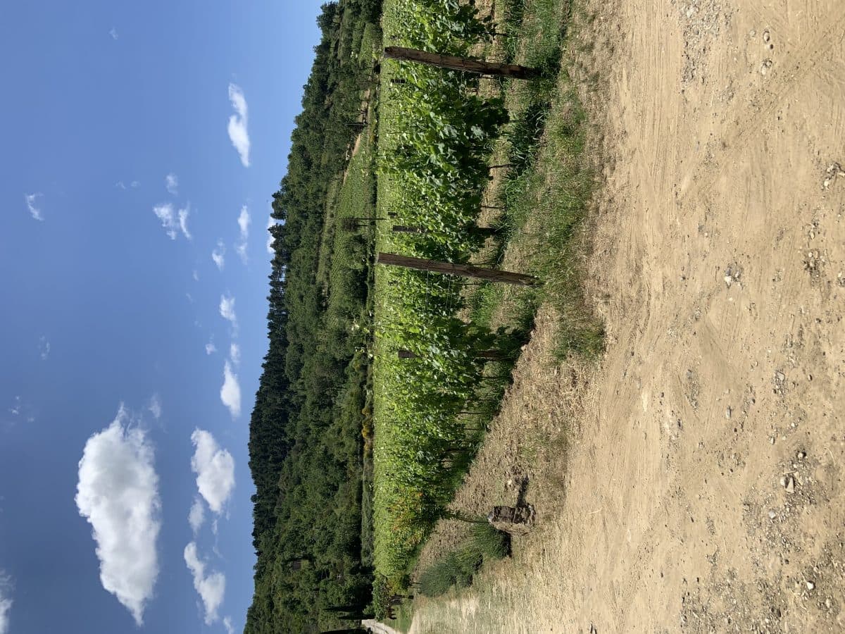 Vini biologici a bordo vigna … 3