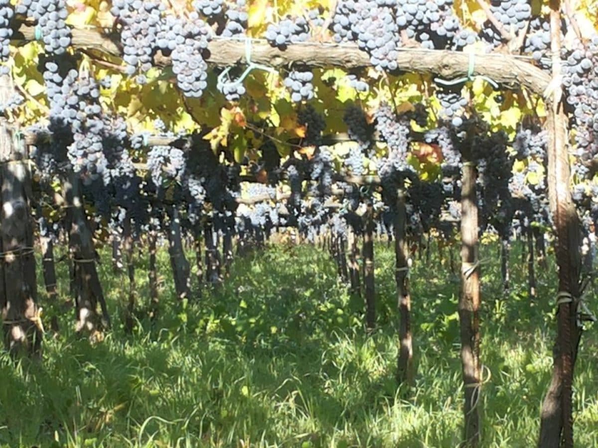 Visita della cantina e degustazione 5