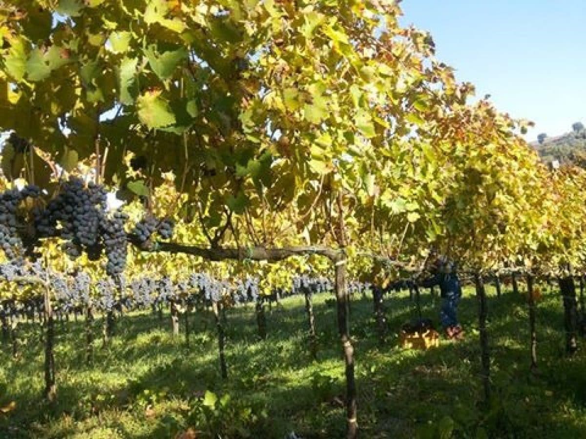 Visita della cantina e degustazione 4