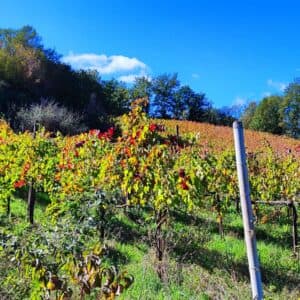 Visita della cantina e degustazione