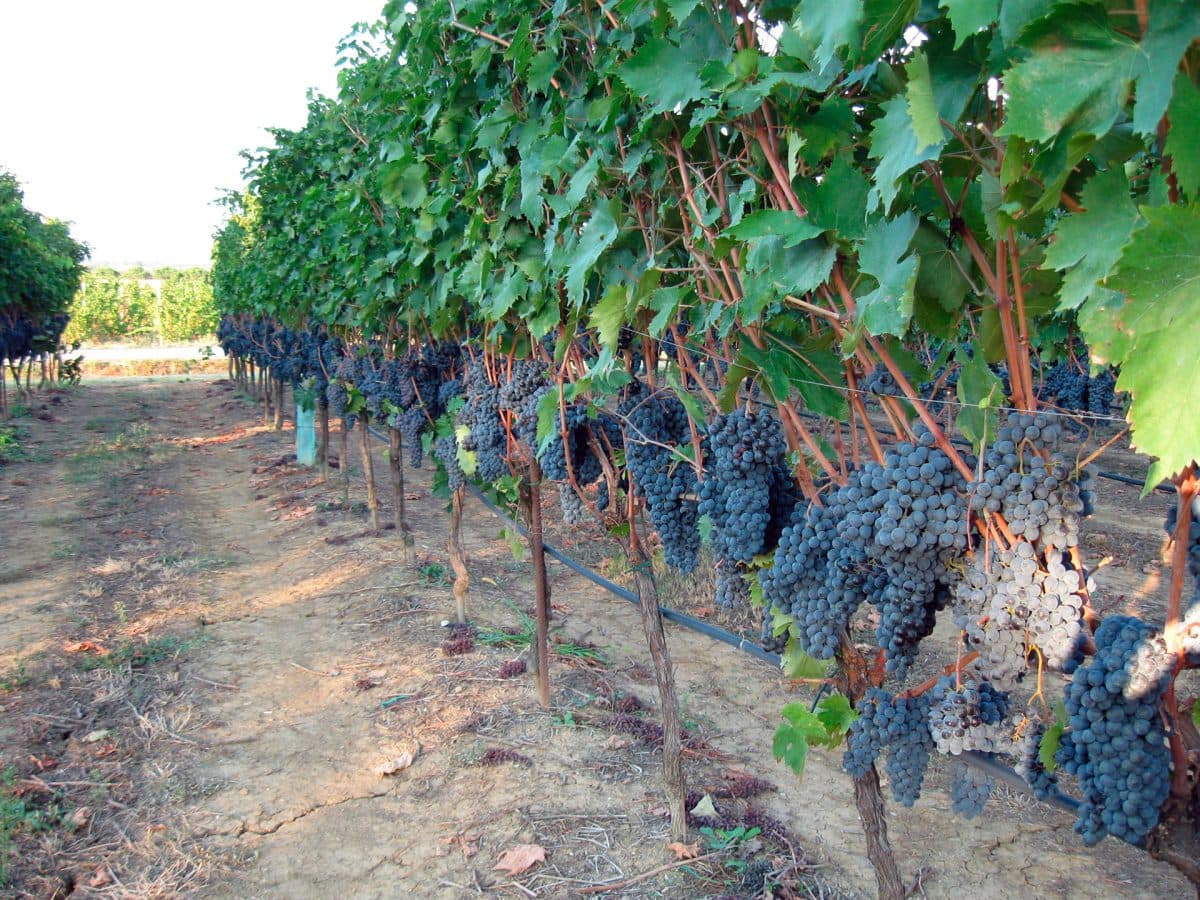 Visita della cantina con il vignaiolo e degustazione dei nostri vini.