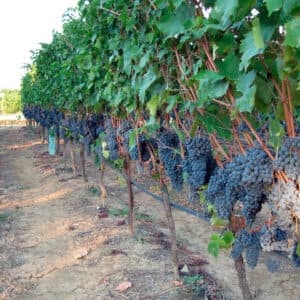 Visita della cantina con il vignaiolo e degustazione dei nostri vini.