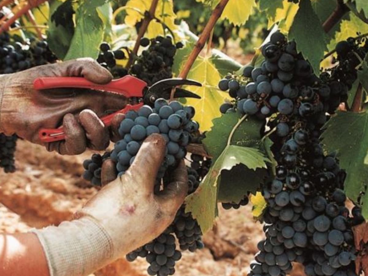 Passione Maremma. Due Chiacchiere in cantina e degustazione dei nostri vini. 2