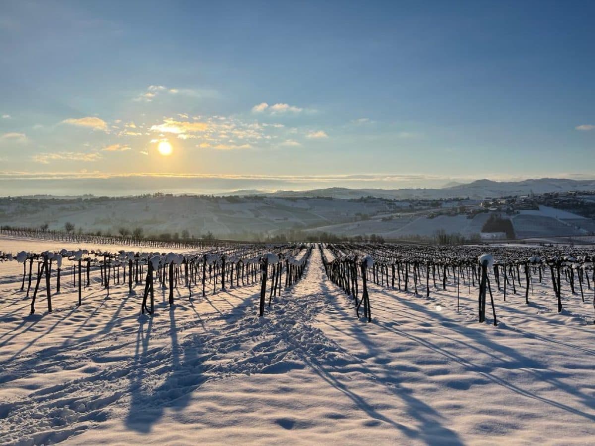 Visita alla cantina e degustazione guidata di tre vini e uno spumante metodo classico 4