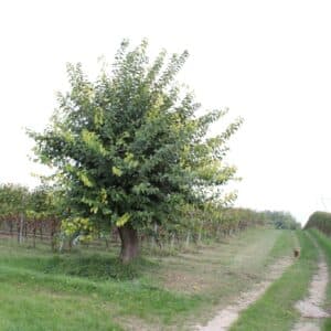 Passeggiata in vigneto e degustazione di 4 vini tipici del Lago di Garda.