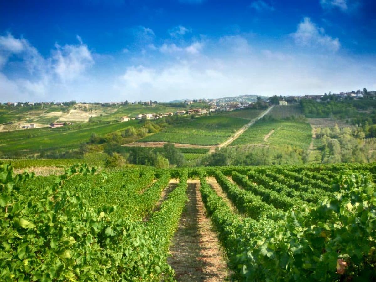 Visita alla cantina e degustazione guidata di tre vini e uno spumante metodo classico