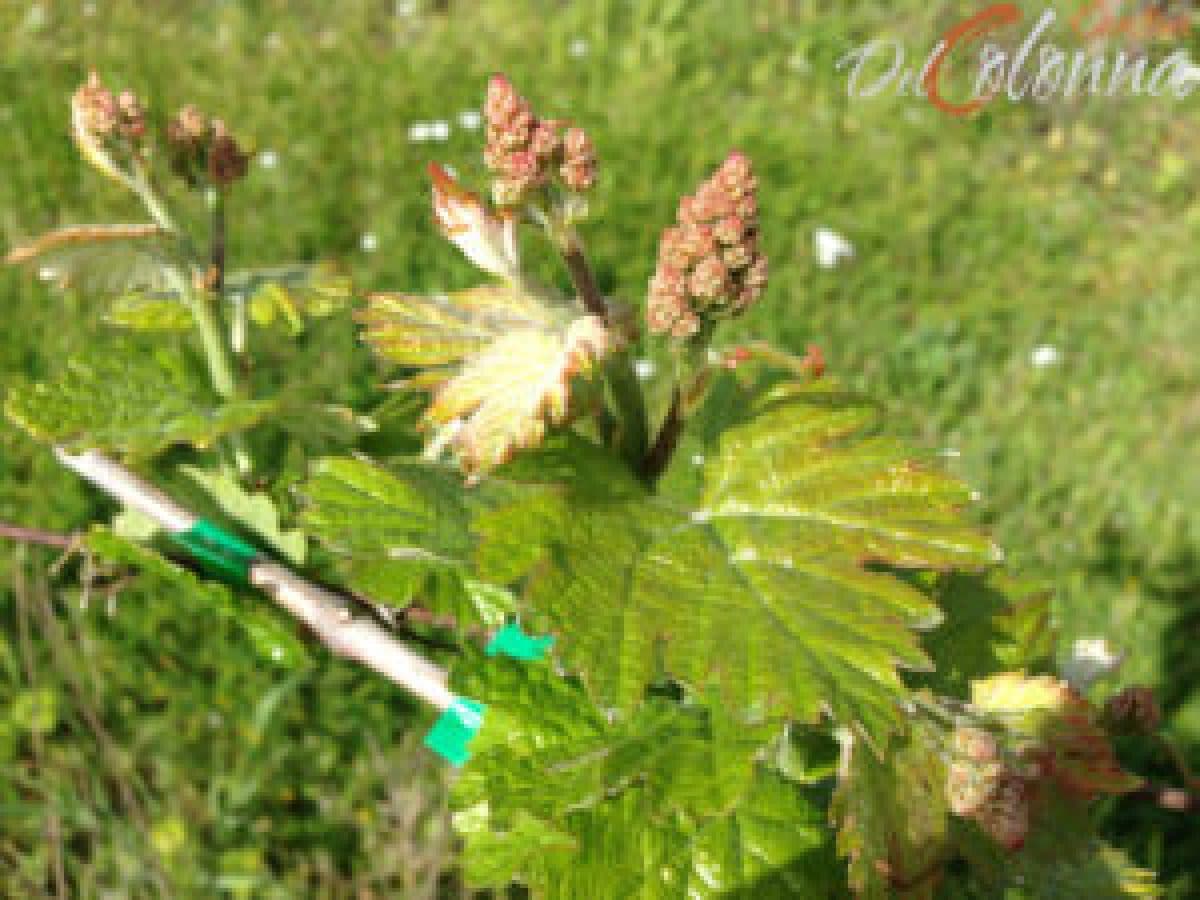 Visita della cantina e degustazione di 3 vini e Passito - Umbria IGT 5