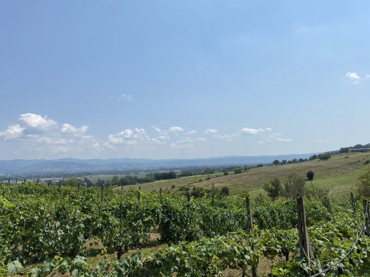 Visita della cantina e degustazione di 3 vini e Passito - Umbria IGT 3