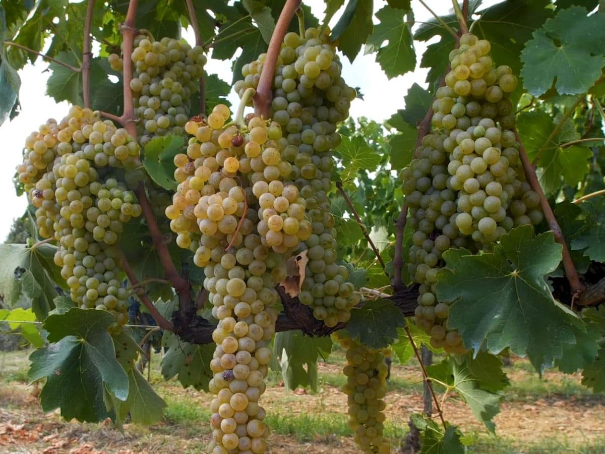 Luteraia Sensorial Wine Tasting a Montepulciano 5