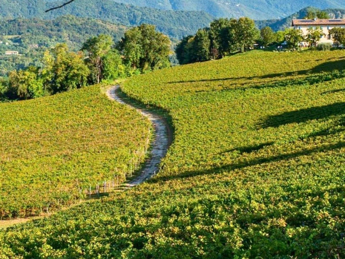 Wine tour: La Scoperta.