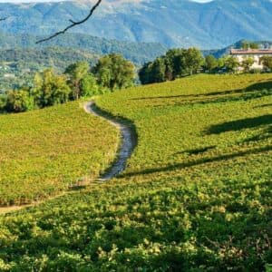 Wine tour: La Scoperta.