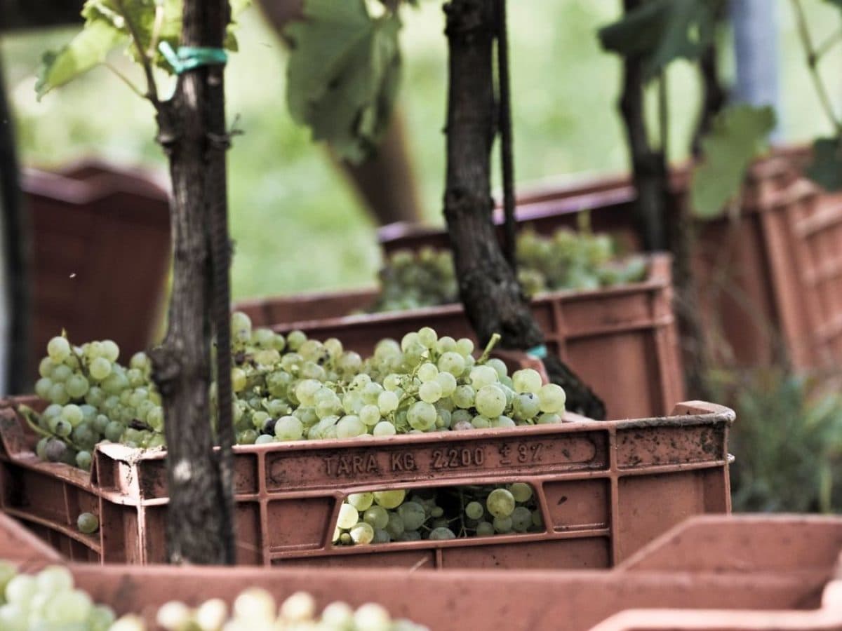 Wine tour: La Scoperta. 2