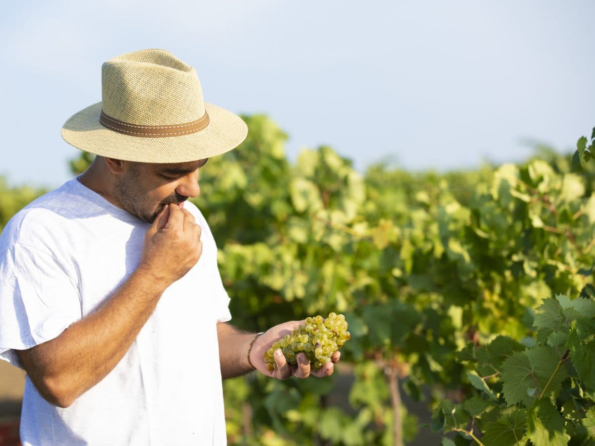 Fabio Ferracane, Sunset Experience Degustazione di Vini Naturali con Vista sulle Isole Egadi al Tramonto 4