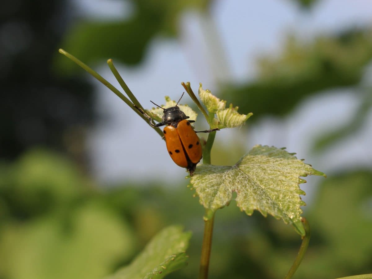 La Travaglina, Degustazione sua maestà il Pinot Nero nell’Oltrepò Pavese 4