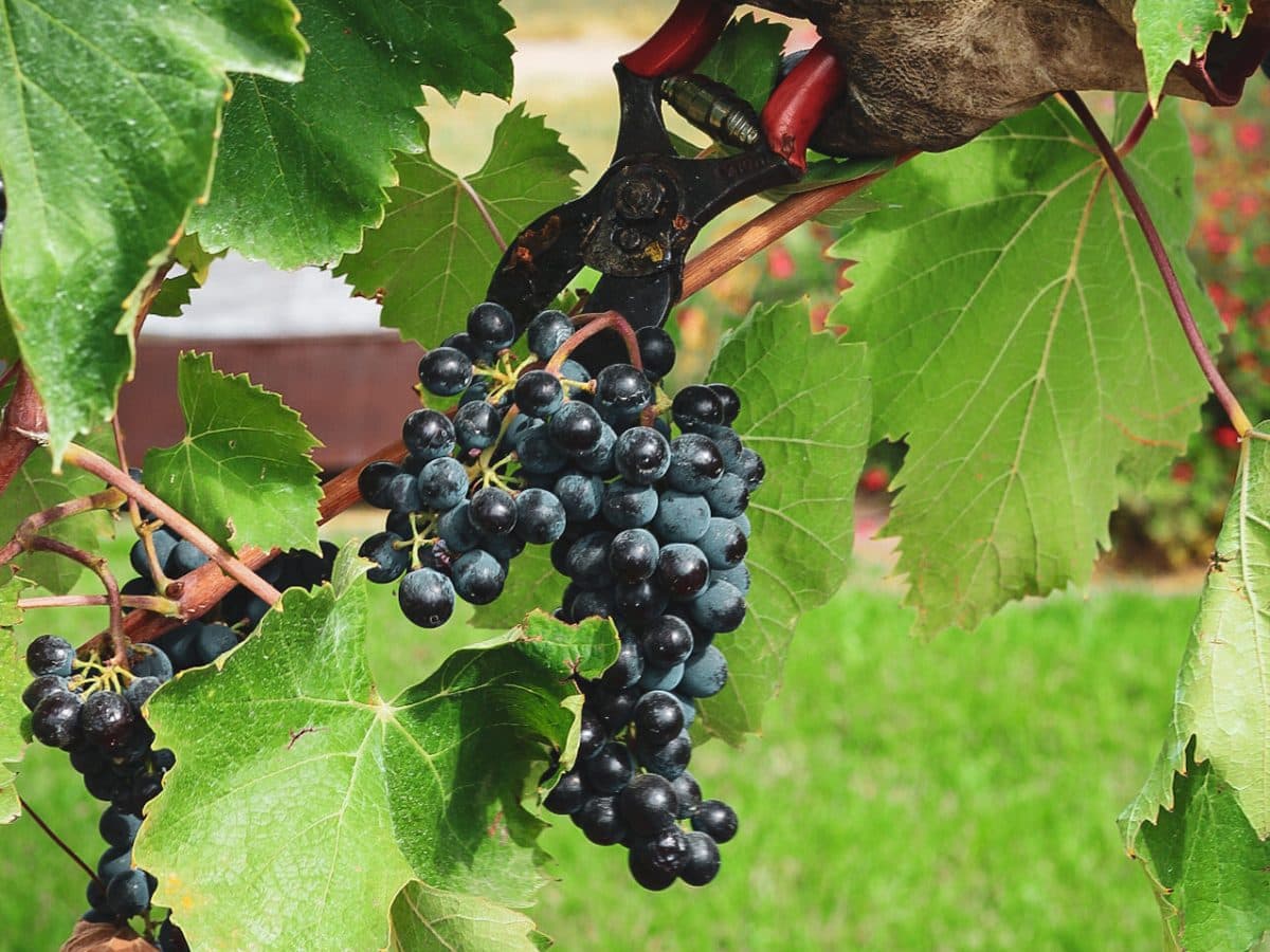 Wine Tour e Degustazione Selezioni Autoctone 5