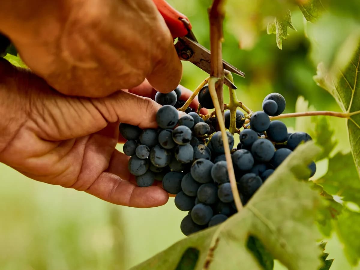 Visita torre, cantine, grotte & Tasting 4