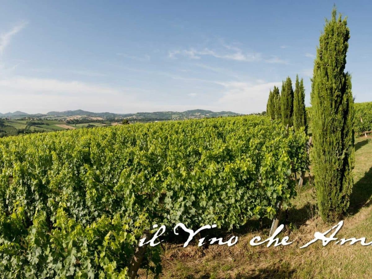 Il vino che ama la terra. 5