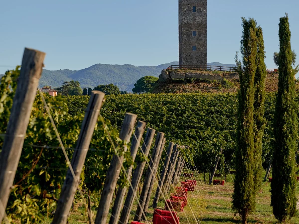 Visita torre, cantine, grotte & Tasting 5