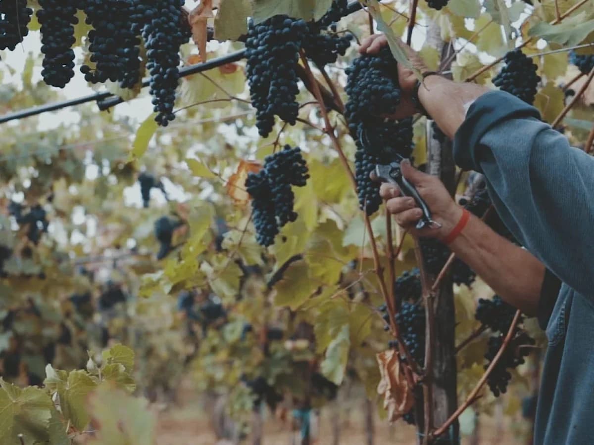 Puglia in tavola. Visita della cantina e degustazione vini.