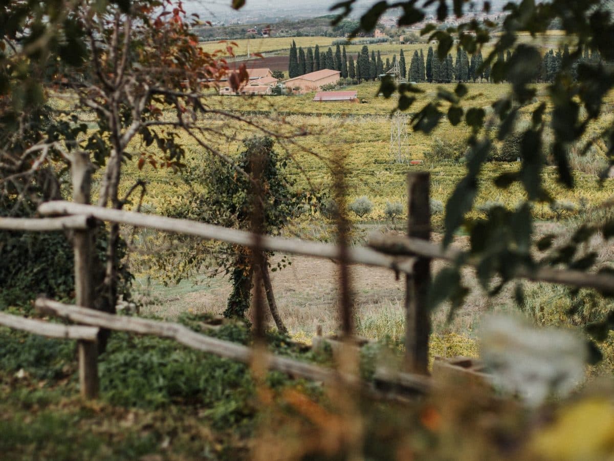 Wine tour e degustazione 2