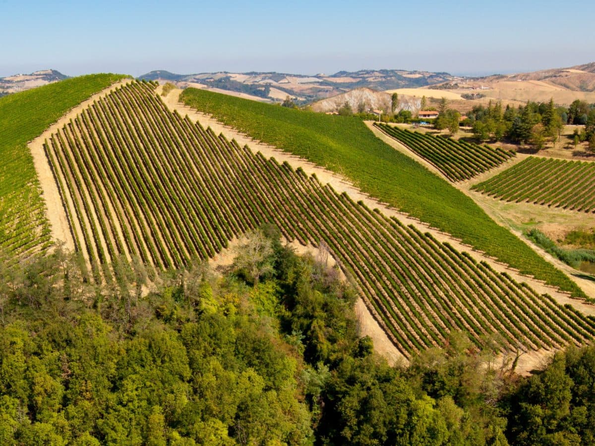 Visita della cantina, dei vigneti e degustazione vini DOC Colli Bolognesi. 4