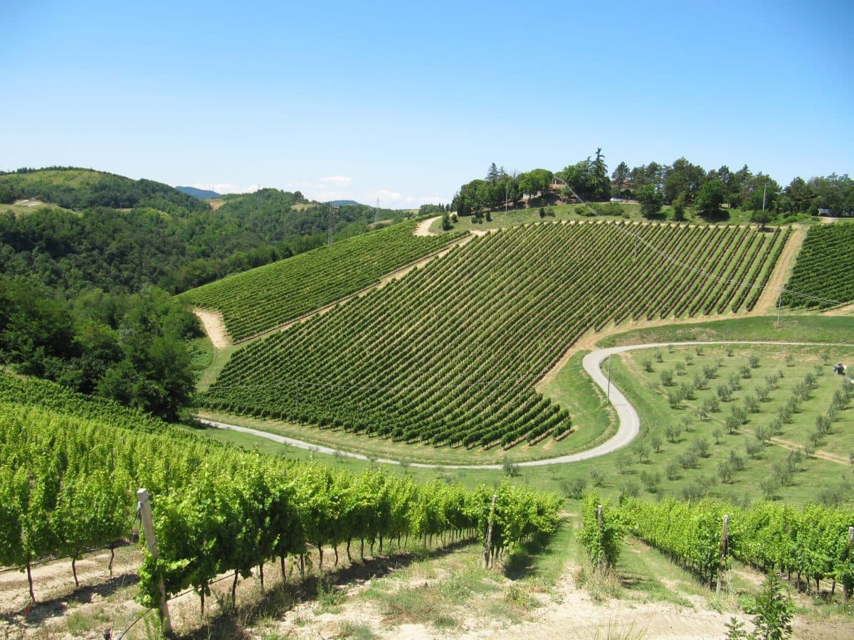 Visita della cantina, dei vigneti e degustazione vini DOC Colli Bolognesi. 3