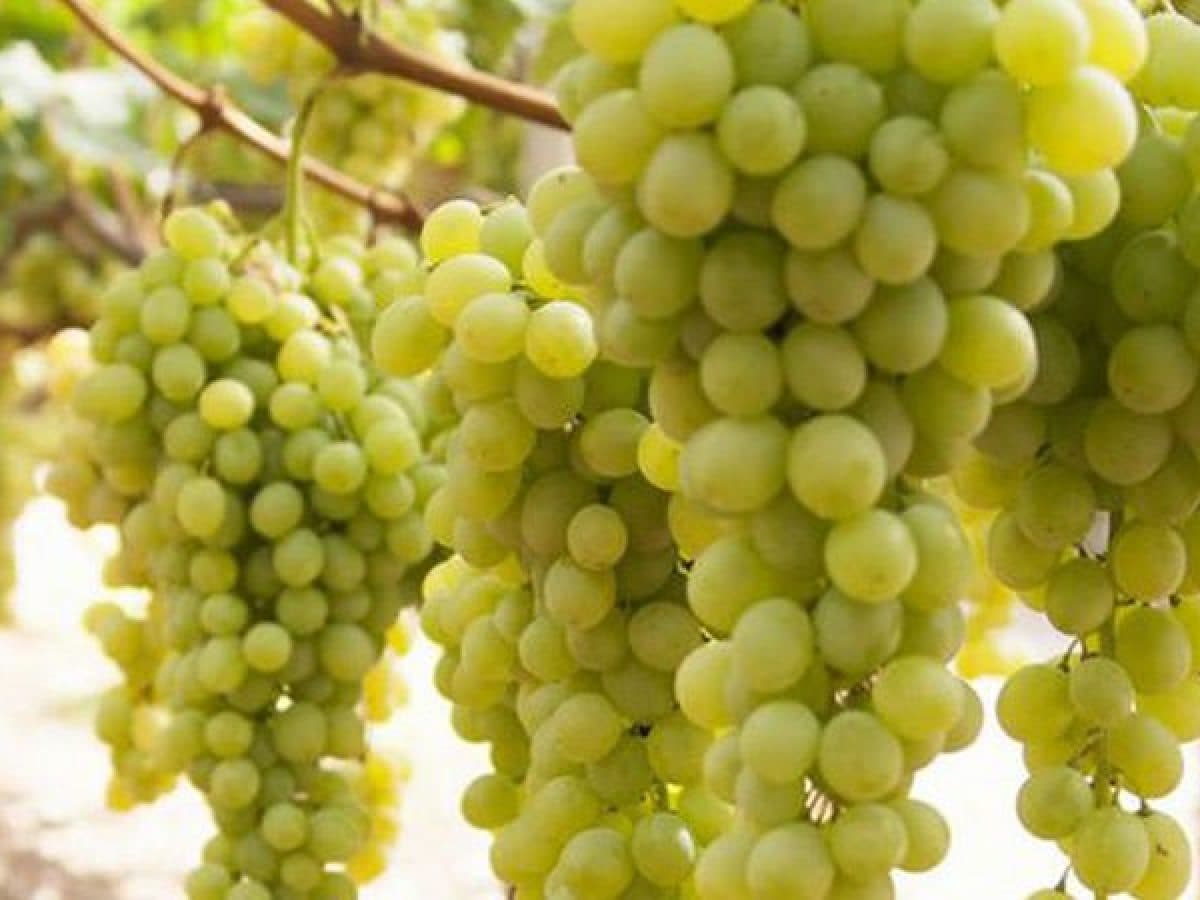 Degustazione con Ranuccio Neri. 5