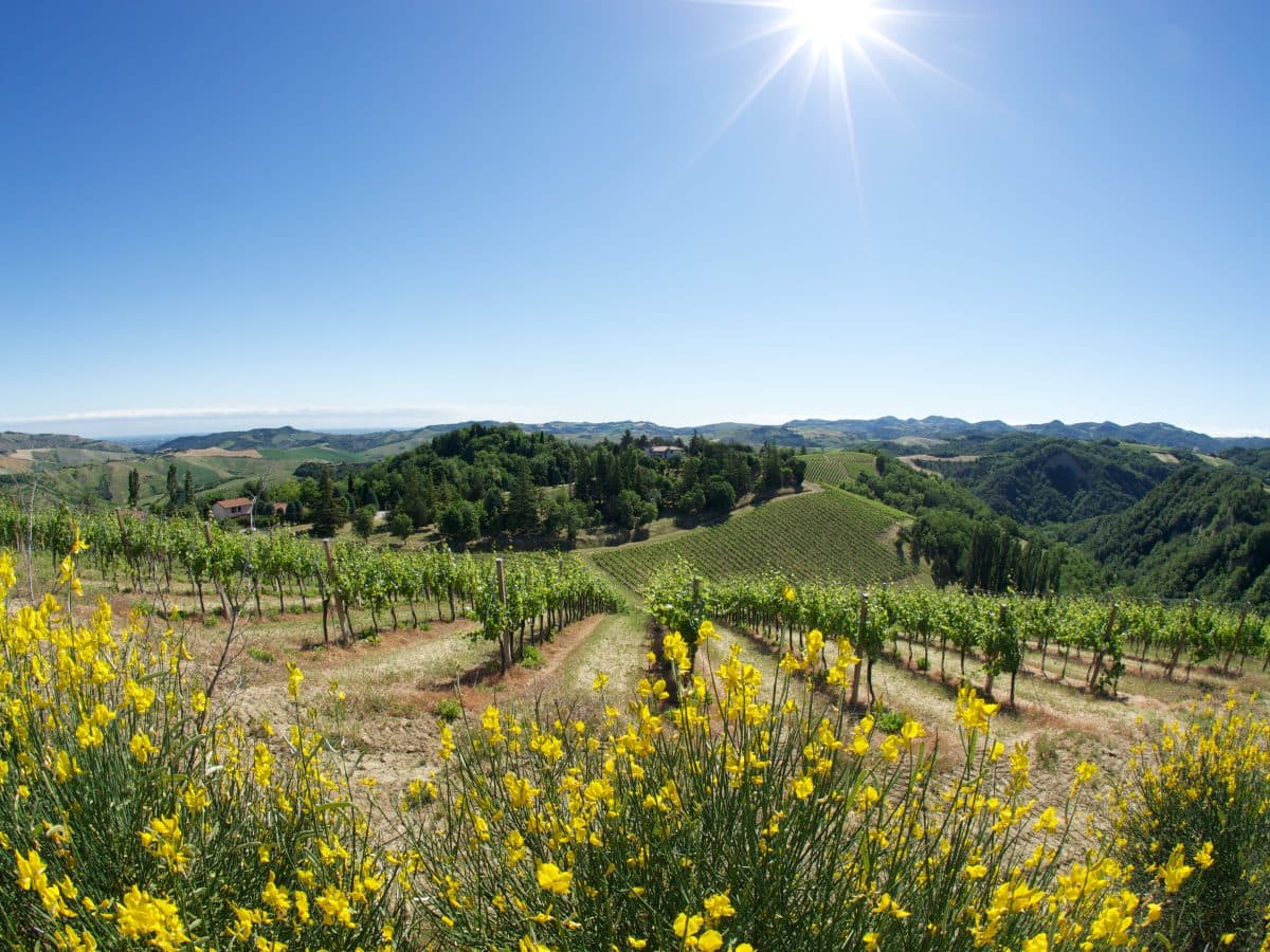 Visita della cantina, dei vigneti e degustazione vini DOC Colli Bolognesi. 2