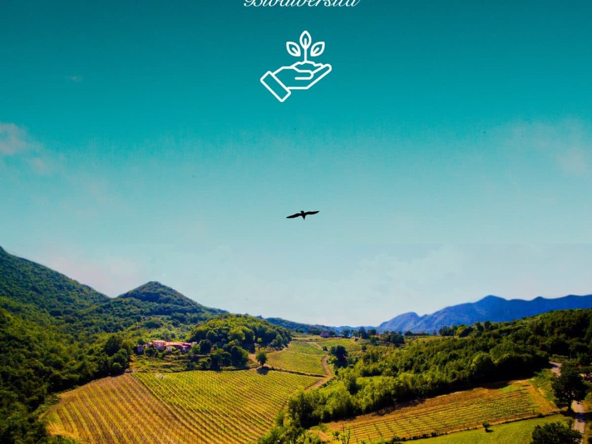 I Ciacca organic family winery tasting and Borgo tour.