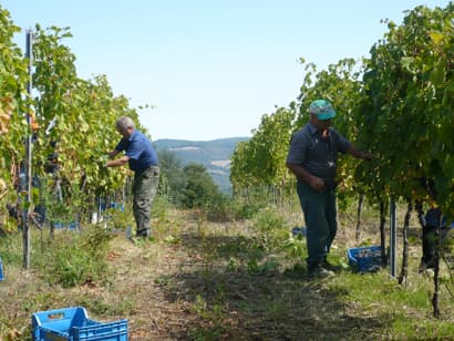Antonella Pacchiarotti