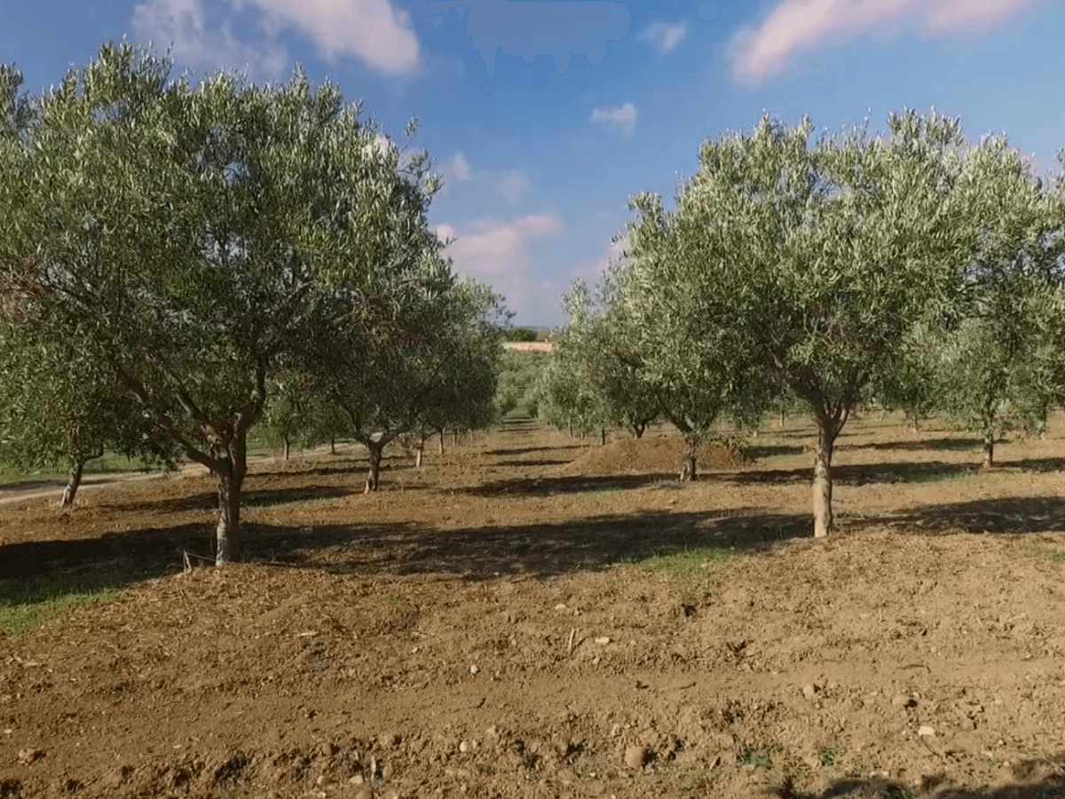 Passeggiate tra ulivi e aromatiche con degustazione professionale di Olio Evo 3