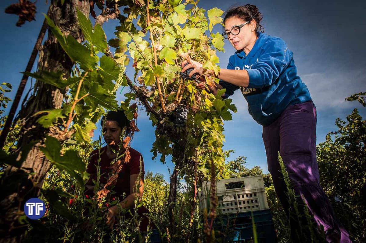 Degustazione 5 Vini nel cuore della Tuscia
