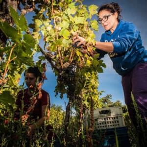 Degustazione 5 Vini nel cuore della Tuscia