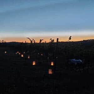 Cena in vigna con visita guidata e calice di benvenuto