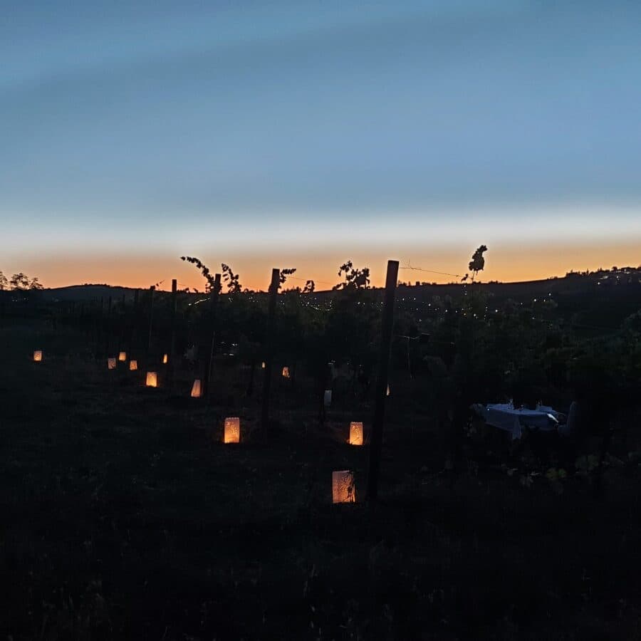 Cena in vigna con visita guidata e calice di benvenuto