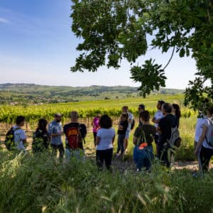 Trekking tra i Vigneti e Brunch con Degustazione di Vini