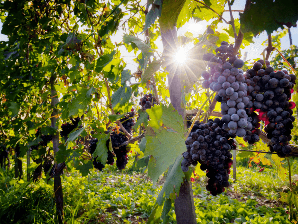 Turi Eccellenze dell'Etna