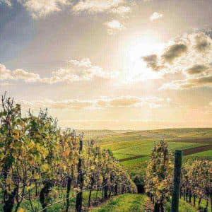 DEgustazione di due calici