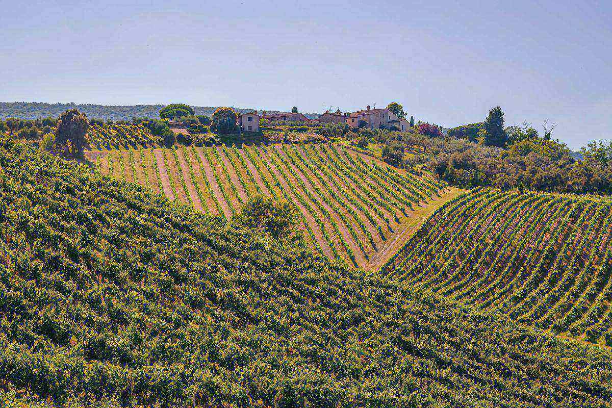 Picnic in vigna tra i filari della Vernaccia di San Gimignano 4